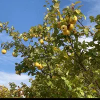 درود-فروش-باغچه-کدیان-بسمت-قرهچمن