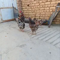 فروش فوری