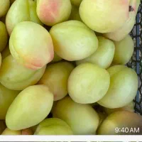 فروش میوه زرد آلوی ارگانیک