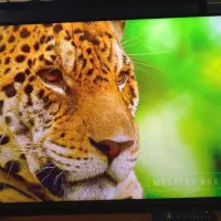 تلویزیون ۵۰ اینچ جی‌پلاس  نو و آکبند کیفیت 4K