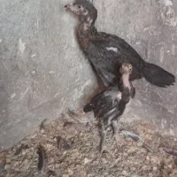 جوجه لاری