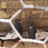 کفتر سینه سیاه