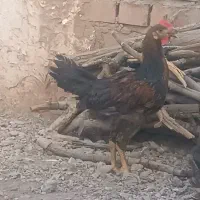 مرغ|حیوانات مزرعه|زرند, |دیوار