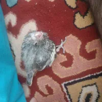 جوجه عروس هلندی