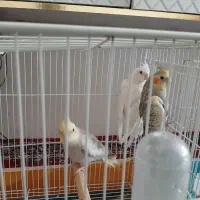 عروس هلندی