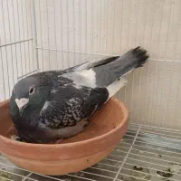 جهت برکت نر مولر اورجینال