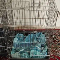 قفس پرنده و عروس هلندی