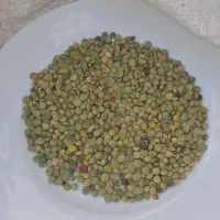 عدس