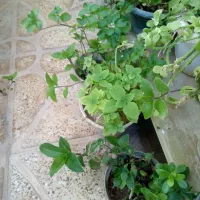تعدادی گل و بفروش میرسد