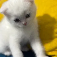 گربه|گربه|بندرعباس, |دیوار