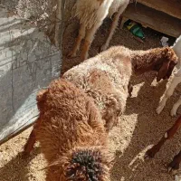 گوسفندوبره