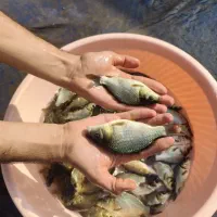 ماهی پرورشی کپور امور