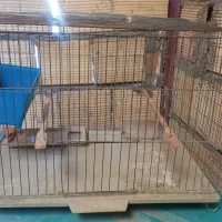 قفس پرنده
