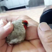 تعدادی پرنده زینتی