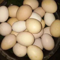 تخم مرغ محلی نطفه دارصومعه سرا