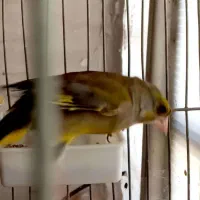 فروش سهره سبز بخون