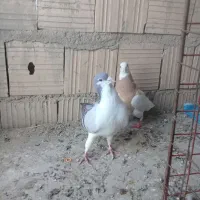 طاقدوم و پرپری و سار سرونج