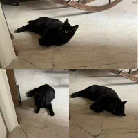 واگذاری گربه سیاه