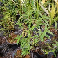 به لیمو گیاه معطر و دارویی