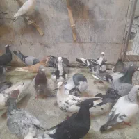 کفتربوم پرشی