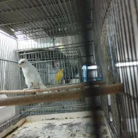 قناری سوپری نر و ماده ردفاکتور