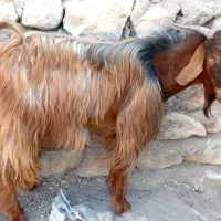 چکل
