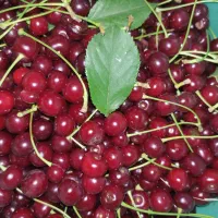 البالو رسمی زنگنه