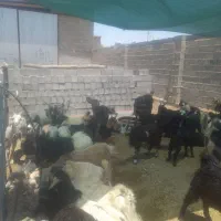 کهره|حیوانات مزرعه|جهرم, |دیوار