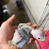 جوجه‌ملنگو