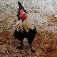 خروس دورگه پاپر