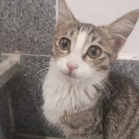 گربه پسر سه ماهه