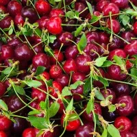 آلبالو گیلاسی