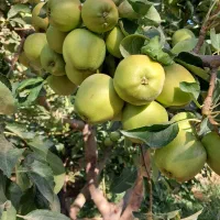 باغ بانی صفر تا صد