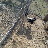 توله نر قدرجونی درجه یک