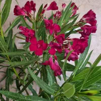 گل خرزهره آلبالویی کم یاب
