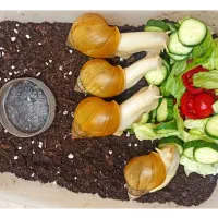 فروش حلزون آلبینو