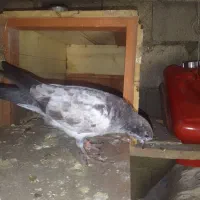کبوتر|پرنده|رانکوه, |دیوار