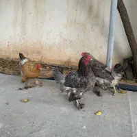 مرغ برهما