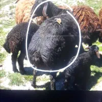 میش افشاری هترو