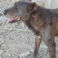 سگ ماده