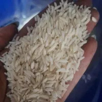برنج الک زده درجه یک هاشمی گیلان