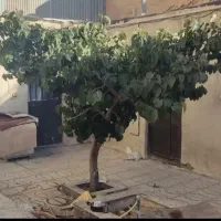 اجاره خانه ویلایی ، خانه اجاره ایی