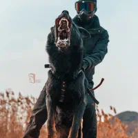 مدرسه اصلاح رفتار و آموزش سگ هاپ اسکول(مجوز رسمی)