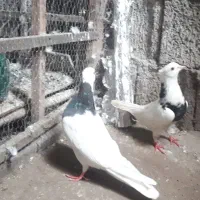 کفتر نرو ماده طوقی مشکی