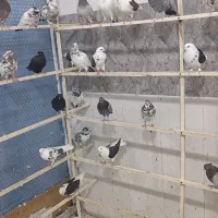 کبوتر خوب بخونید