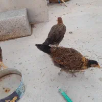 مرغ و خروس محلی