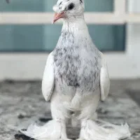 کبوتر بخارا (راعبی) زینتی