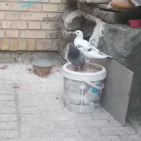 جوجه آلمانی