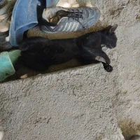 واگذاری گربه مشکی رایگان