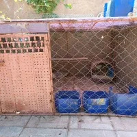 قفس مرغ و پرندگان